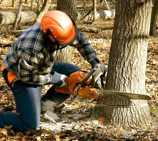 Tree Removal in Sea Island, GA
